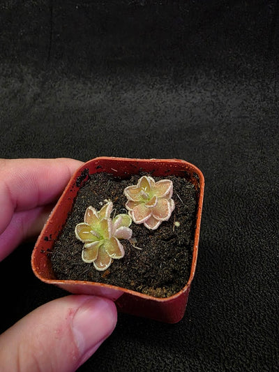 Pinguicula Ehlersiae #02