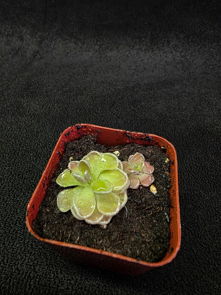 Pinguicula Ehlersiae #03