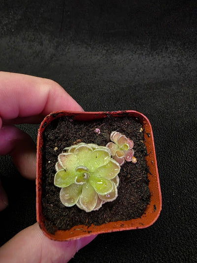 Pinguicula Ehlersiae #03