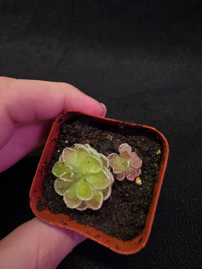 Pinguicula Ehlersiae #03
