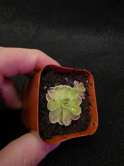 Pinguicula Ehlersiae #03