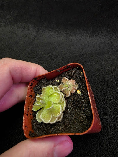Pinguicula Ehlersiae #03