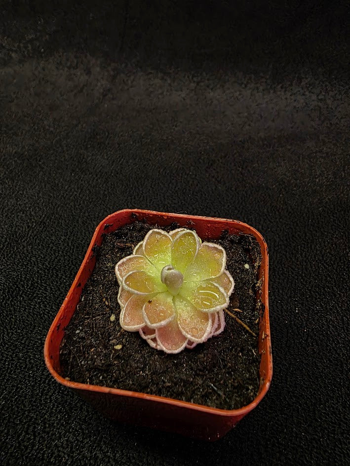 Pinguicula Ehlersiae #04