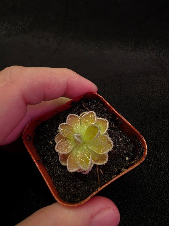 Pinguicula Ehlersiae #04