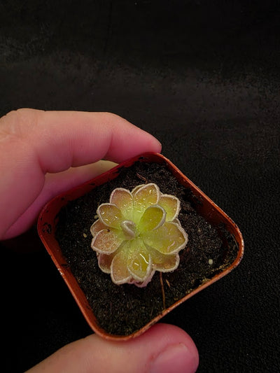 Pinguicula Ehlersiae #04