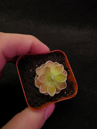 Pinguicula Ehlersiae #04