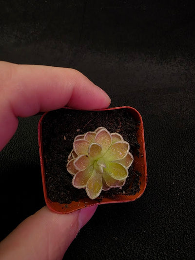 Pinguicula Ehlersiae #04