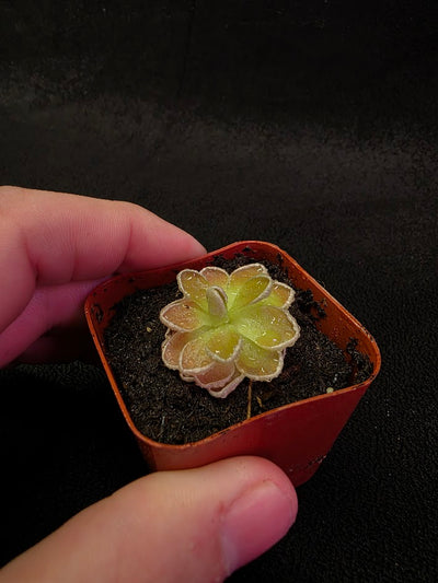 Pinguicula Ehlersiae #04