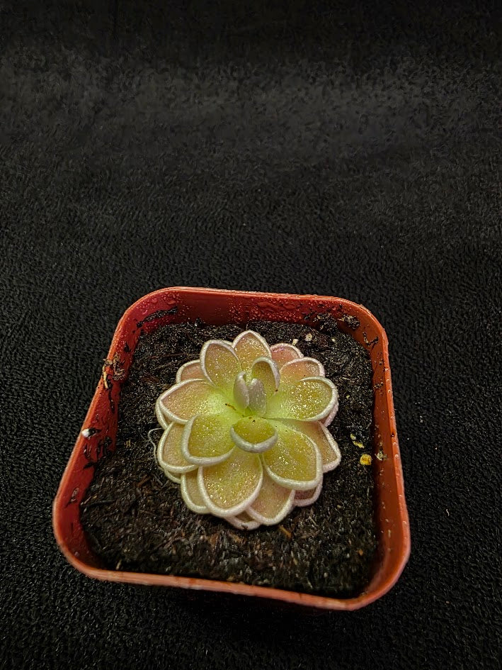 Pinguicula El Mirador #01