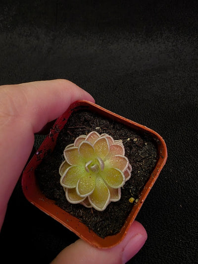 Pinguicula El Mirador #01