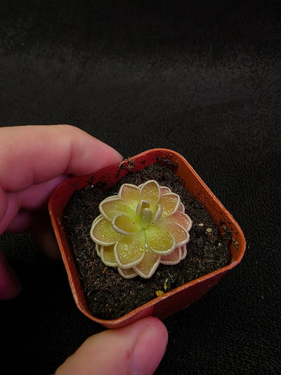 Pinguicula El Mirador #01