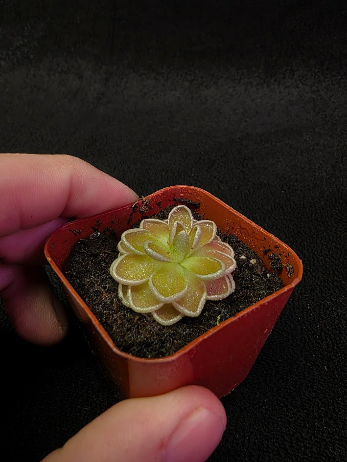 Pinguicula El Mirador #01