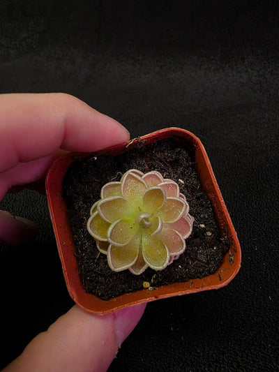 Pinguicula El Mirador #01