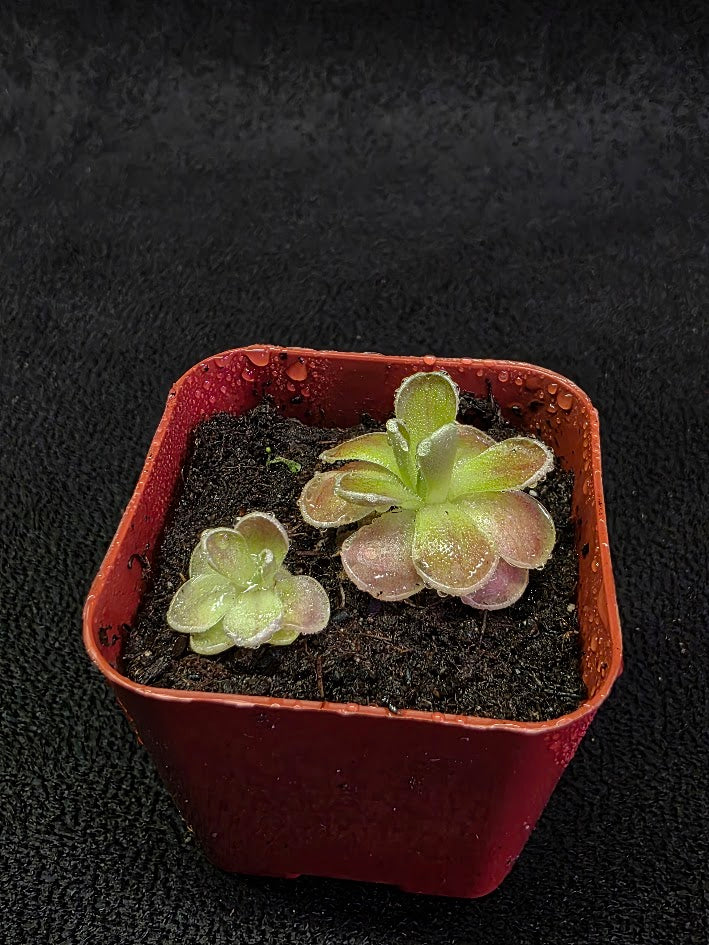 Pinguicula El Mirador #02