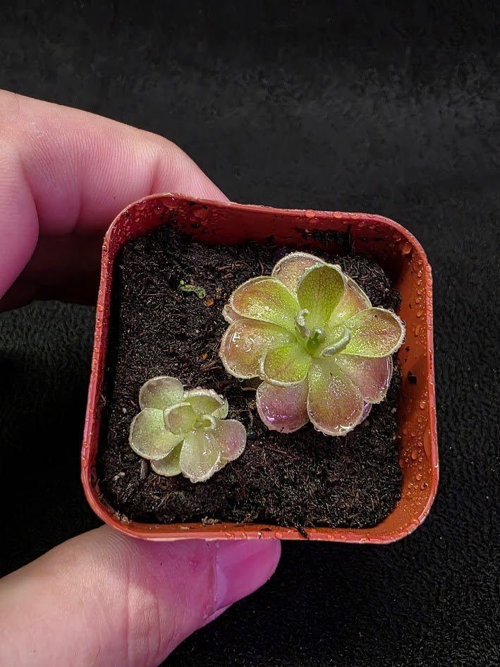 Pinguicula El Mirador #02