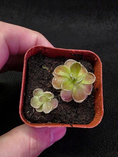 Pinguicula El Mirador #02