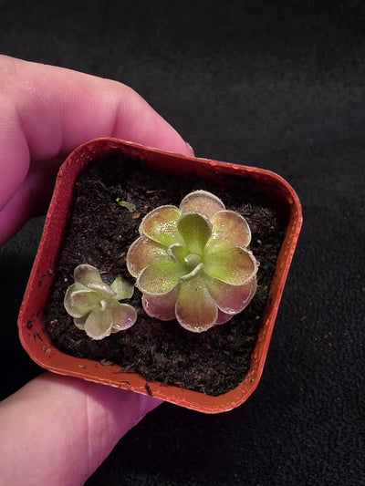 Pinguicula El Mirador #02