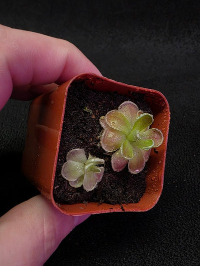 Pinguicula El Mirador #02