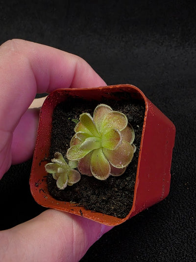 Pinguicula El Mirador #02