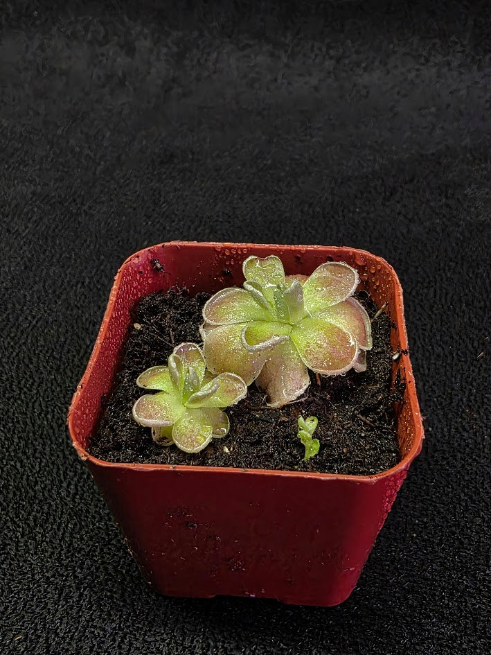 Pinguicula El Mirador #03