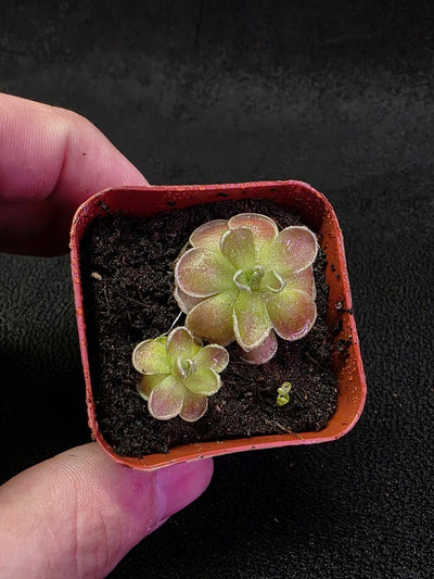 Pinguicula El Mirador #03