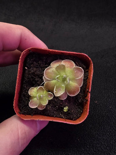 Pinguicula El Mirador #03