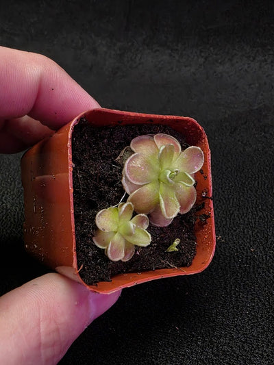 Pinguicula El Mirador #03