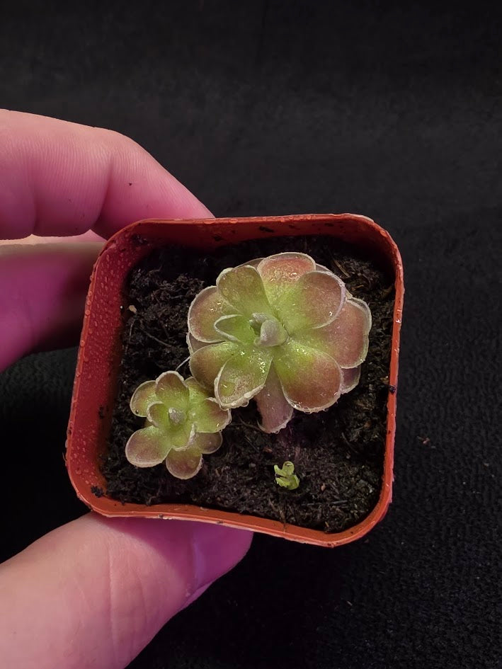 Pinguicula El Mirador #03