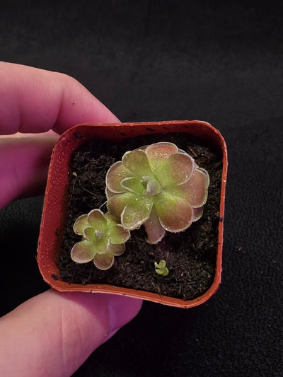 Pinguicula El Mirador #03