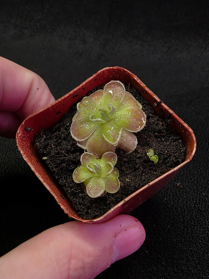 Pinguicula El Mirador #03