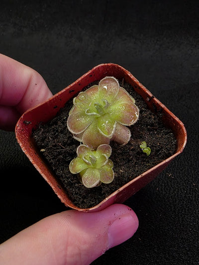 Pinguicula El Mirador #03