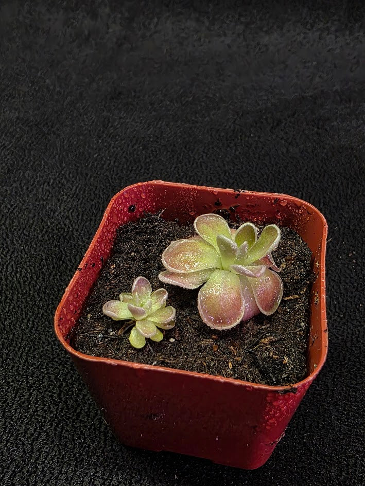 Pinguicula El Mirador #04