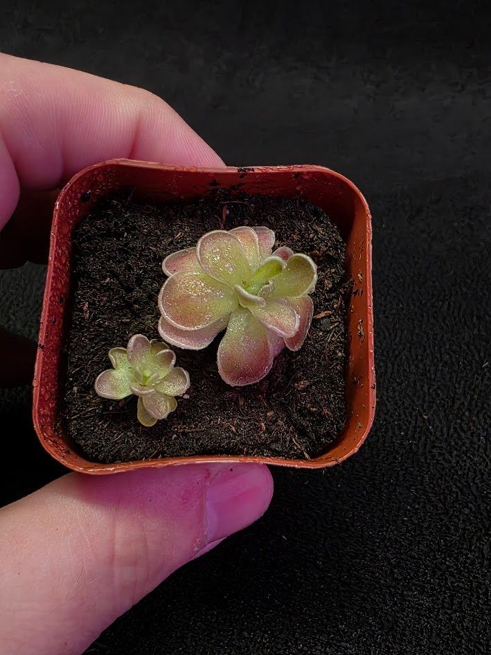 Pinguicula El Mirador #04