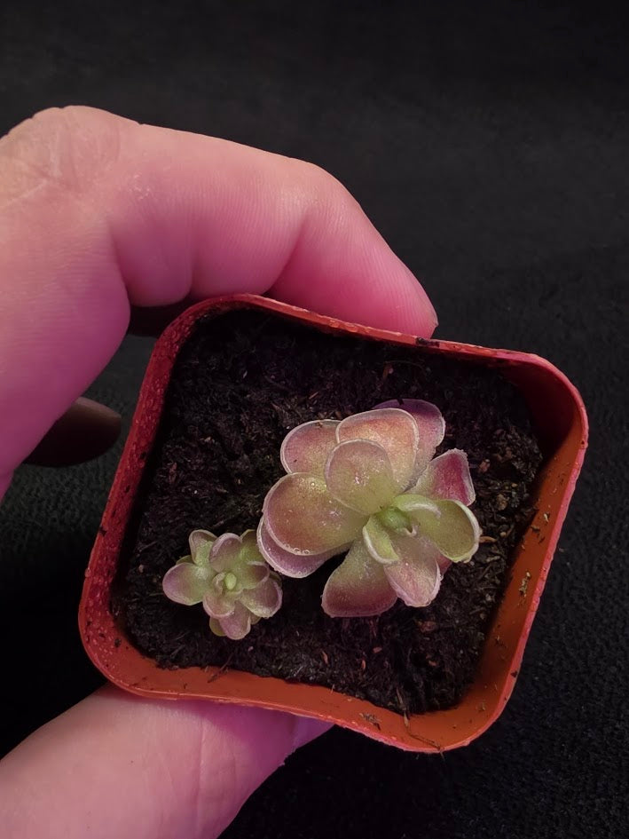 Pinguicula El Mirador #04