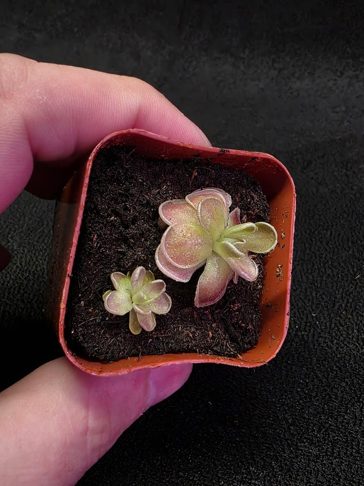 Pinguicula El Mirador #04