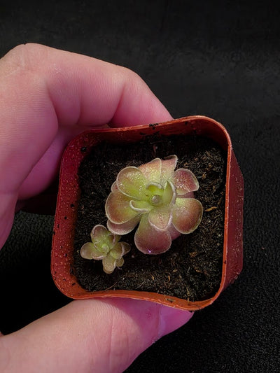 Pinguicula El Mirador #04