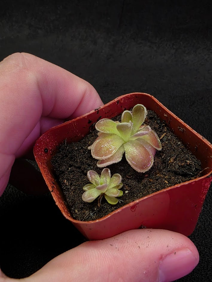 Pinguicula El Mirador #04