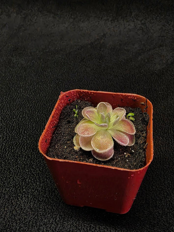 Pinguicula El Mirador #05