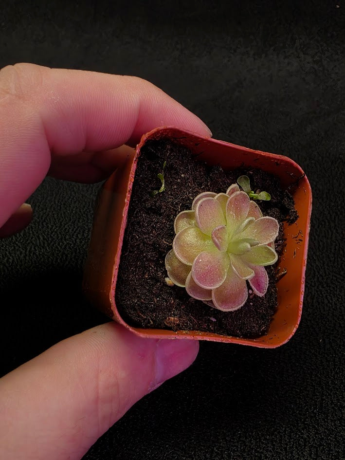 Pinguicula El Mirador #05