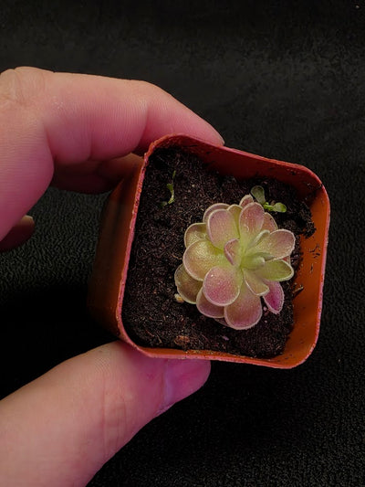 Pinguicula El Mirador #05