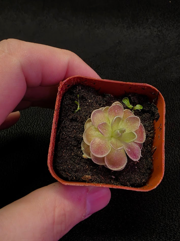 Pinguicula El Mirador #05