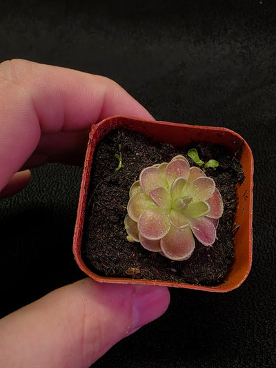 Pinguicula El Mirador #05