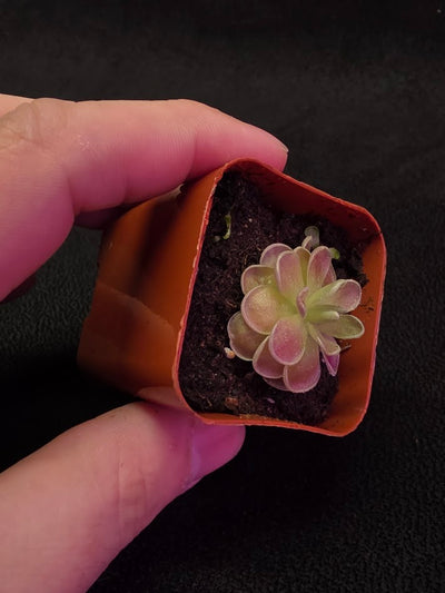 Pinguicula El Mirador #05
