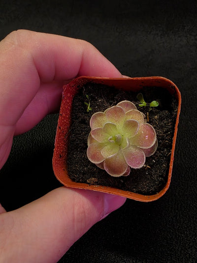 Pinguicula El Mirador #05