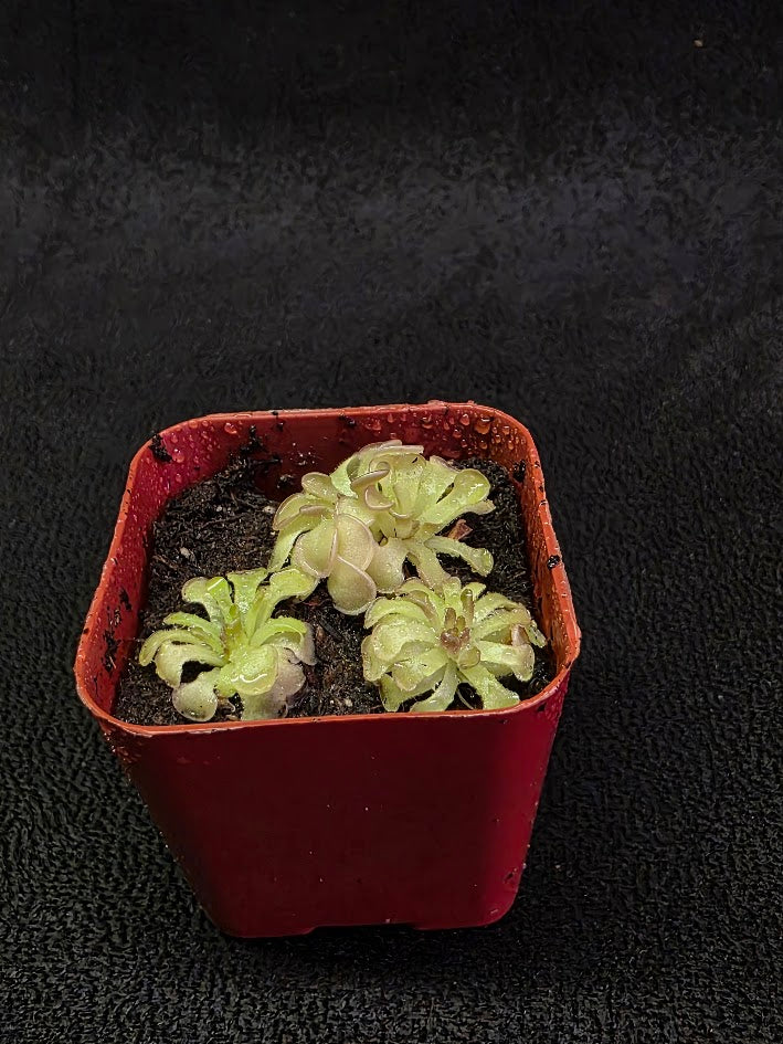 Pinguicula Rotundiflora #02