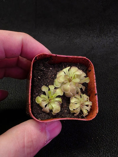 Pinguicula Rotundiflora #02