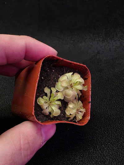 Pinguicula Rotundiflora #02