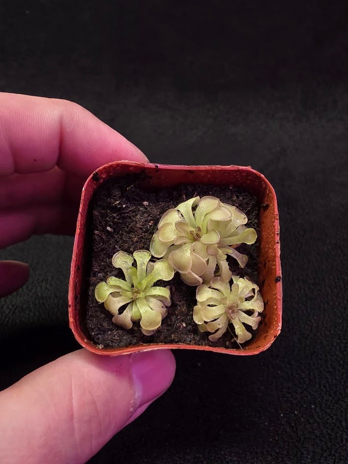 Pinguicula Rotundiflora #02