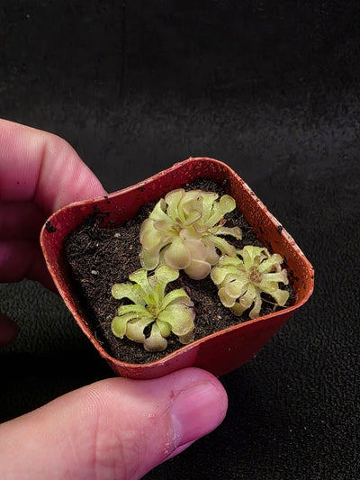 Pinguicula Rotundiflora #02