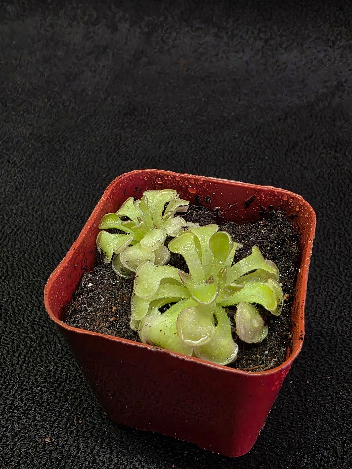 Pinguicula Rotundiflora #03
